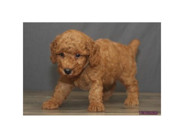 Miniature Poodle-DOG-Male-Red-5996-Petland Montgomery, Alabama