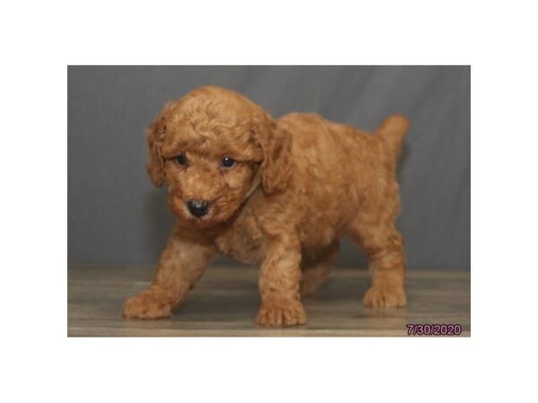 Miniature Poodle DOG Male Red 5996 Petland Montgomery, Alabama