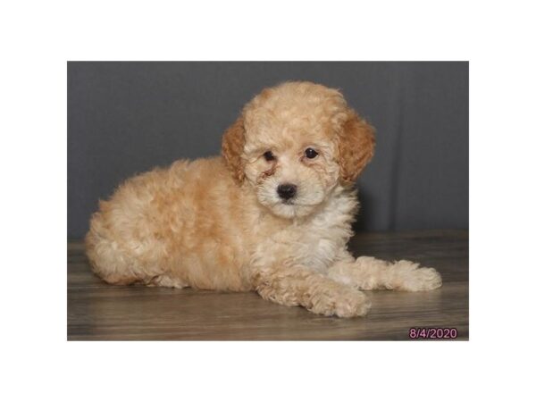 Miniature Poodle Puppy Apricot ID 5997 Located at Petland Montgomery Alabama