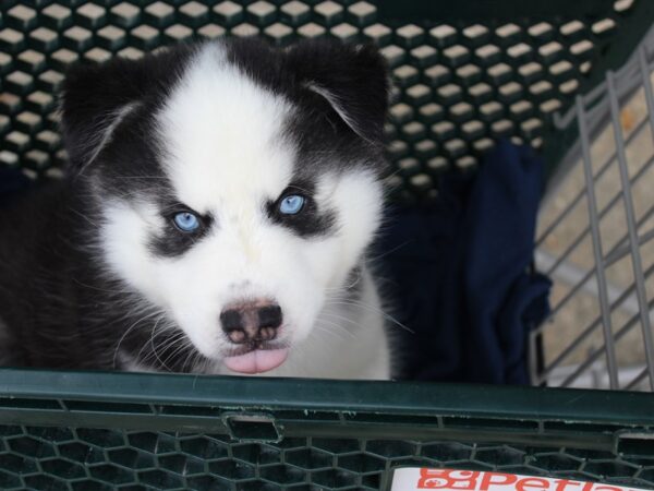 Siberian Husky DOG Male Black / White 5994 Petland Montgomery, Alabama