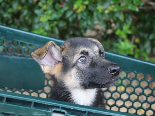 German Shepherd Dog-DOG-Female-Black / Tan-5993-Petland Montgomery, Alabama