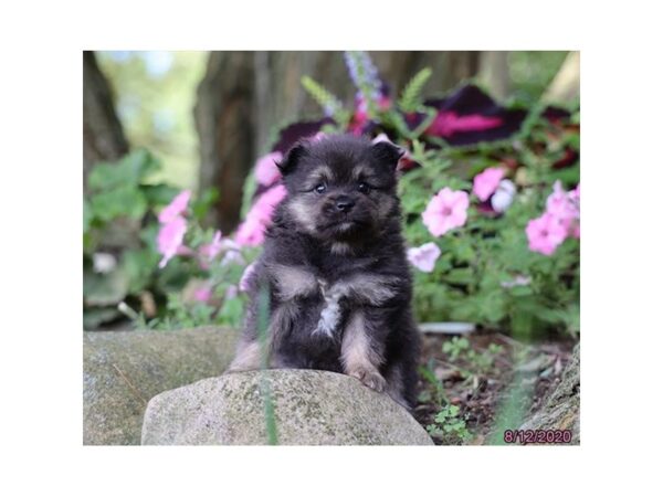 Pomeranian-DOG-Male-Blue / Tan-5998-Petland Montgomery, Alabama