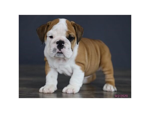 English Bulldog DOG Female Red / White 5999 Petland Montgomery, Alabama