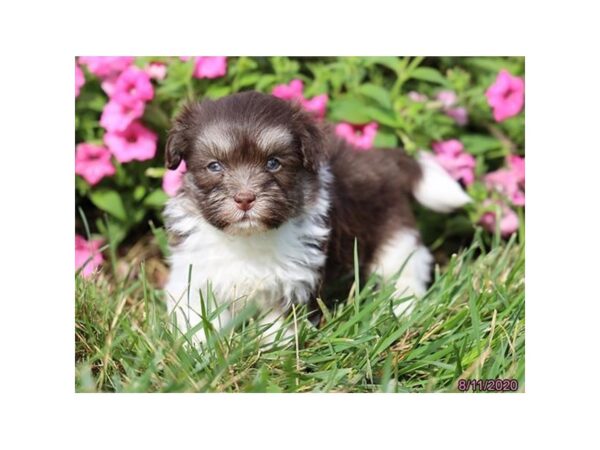 Havanese-DOG-Male-Chocolate / White-6000-Petland Montgomery, Alabama
