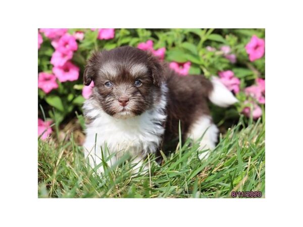 Havanese DOG Male Chocolate / White 6000 Petland Montgomery, Alabama