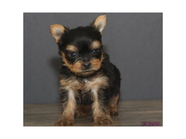 Yorkshire Terrier-DOG-Male-Black / Tan-6001-Petland Montgomery, Alabama