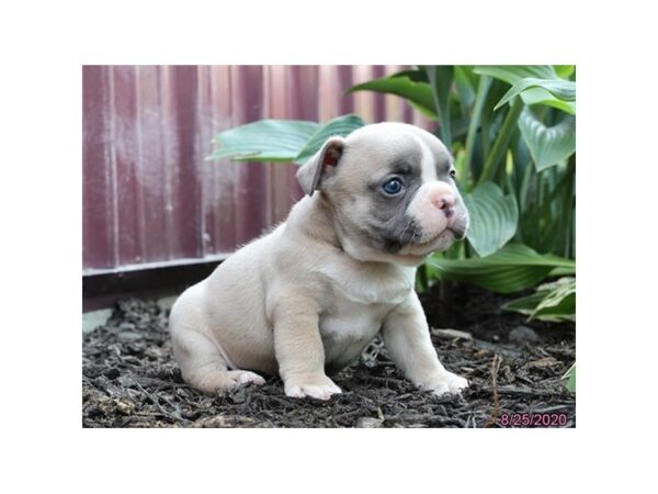 French Bulldog-DOG-Male-Blue Fawn-6003-Petland Montgomery, Alabama