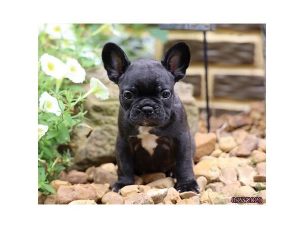 French Bulldog-DOG-Female-Brindle-6004-Petland Montgomery, Alabama