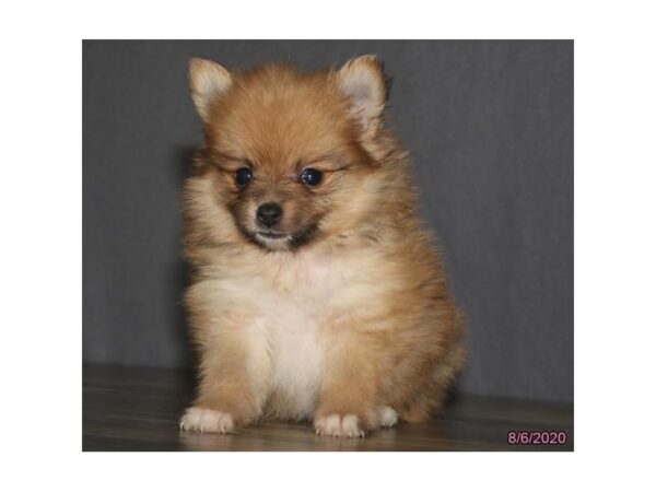 Pomeranian DOG Female Sable 6005 Petland Montgomery, Alabama