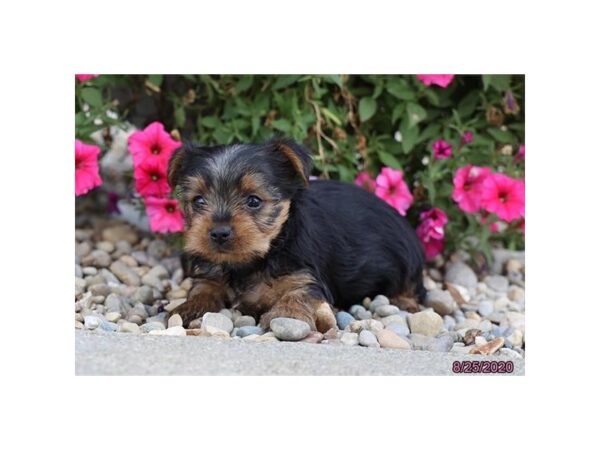 Yorkshire Terrier DOG Female Black / Tan 6007 Petland Montgomery, Alabama