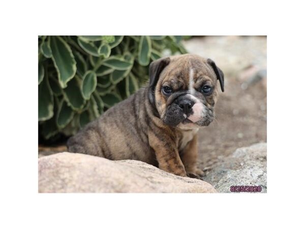 English Bulldog DOG Male Brindle 6010 Petland Montgomery, Alabama