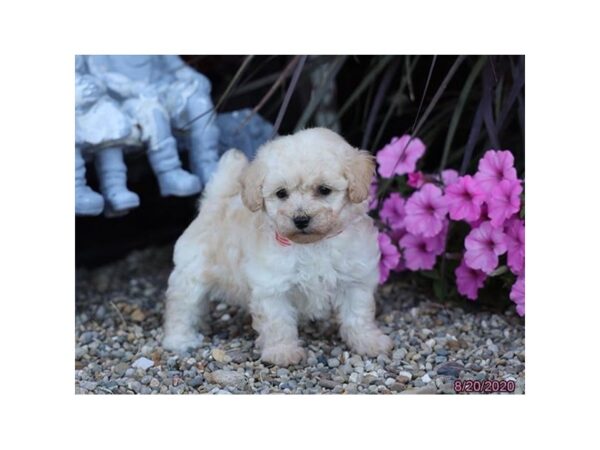 Miniature Poodle-DOG-Female-Apricot-6011-Petland Montgomery, Alabama