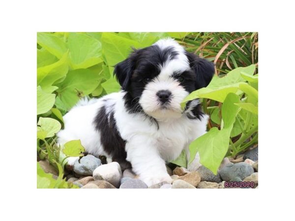 Shih Tzu DOG Male Black / White 6015 Petland Montgomery, Alabama