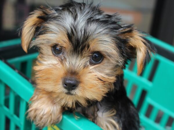 Yorkshire Terrier DOG Male Black / Tan 6008 Petland Montgomery, Alabama