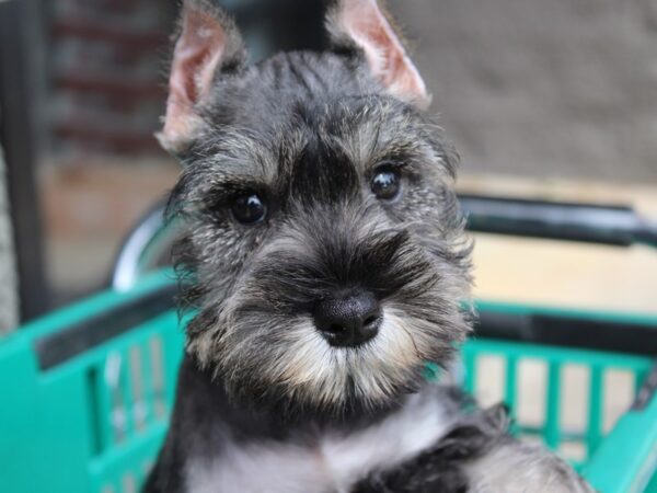 Miniature Schnauzer DOG Female Salt / Pepper 6009 Petland Montgomery, Alabama