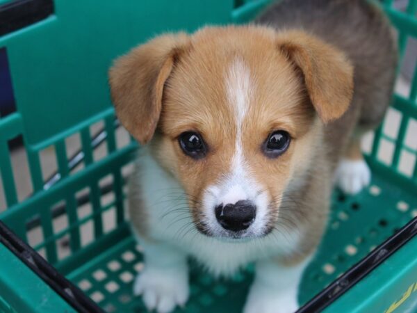 Pembroke Welsh Corgi DOG Male Fawn / White 6002 Petland Montgomery, Alabama