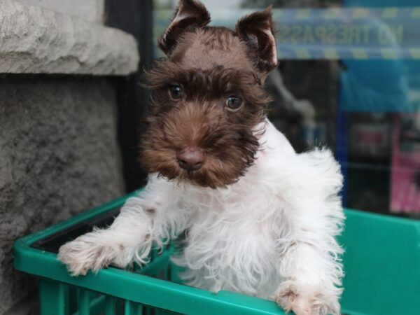 Miniature Schnauzer DOG Male Chocolate / White 6006 Petland Montgomery, Alabama