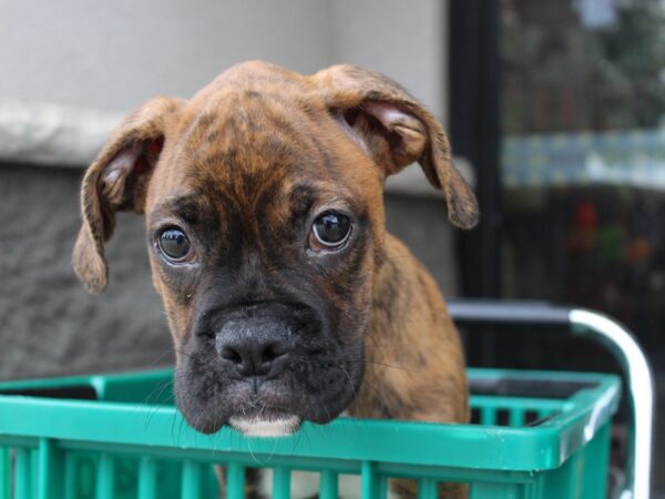 Boxer DOG Male Brindle 6012 Petland Montgomery, Alabama