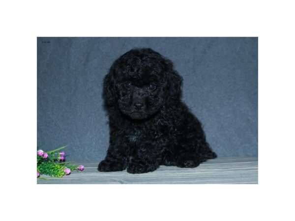 Miniature Poodle-DOG-Female-Black-6020-Petland Montgomery, Alabama