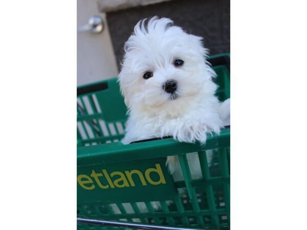 Maltese-DOG-Male-White-6017-Petland Montgomery, Alabama