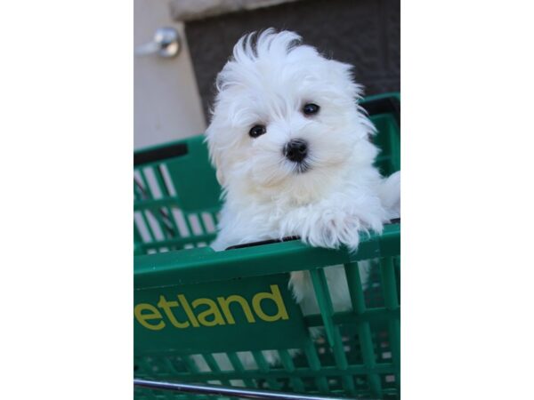 Maltese DOG Male White 6017 Petland Montgomery, Alabama