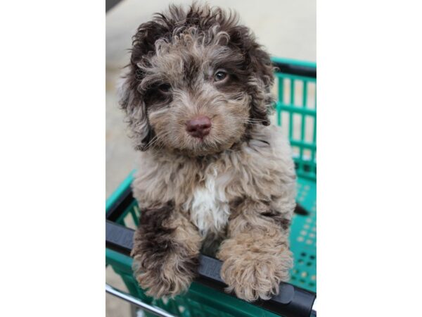 Goldendoodle Mini 2nd Gen DOG Male Chocolate Merle 6024 Petland Montgomery, Alabama