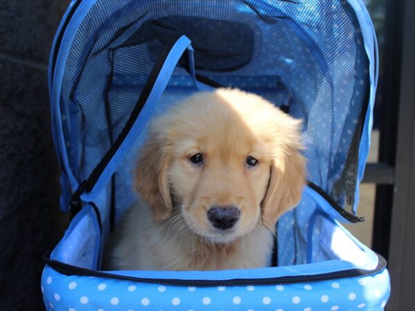 Golden Retriever DOG Female Golden 6025 Petland Montgomery, Alabama