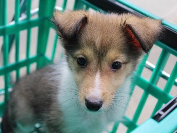 Shetland Sheepdog DOG Female Sable / White 6023 Petland Montgomery, Alabama