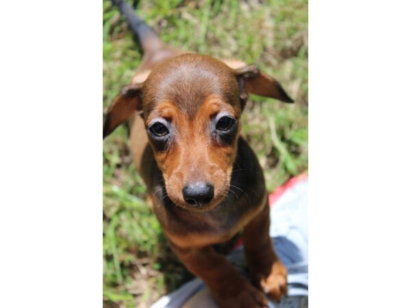 Dachshund DOG Female Red 6029 Petland Montgomery, Alabama