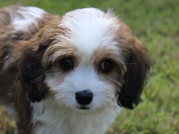 Cava Chon-DOG-Male-Blenhiem-6026-Petland Montgomery, Alabama