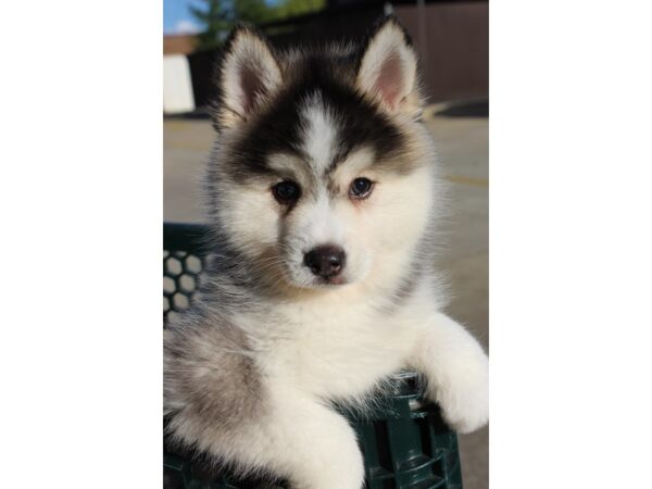 Pomsky DOG Male Gray / White 6018 Petland Montgomery, Alabama