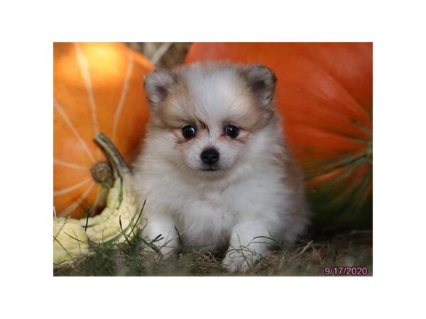 Pomeranian DOG Male Gold / White 6032 Petland Montgomery, Alabama