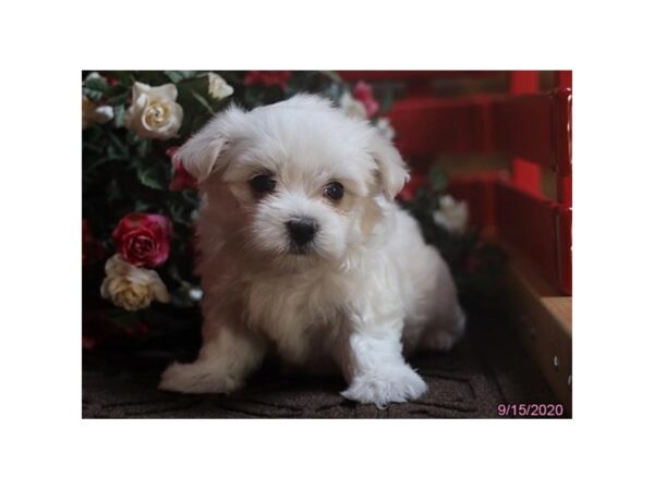 Maltese DOG Female White 6036 Petland Montgomery, Alabama