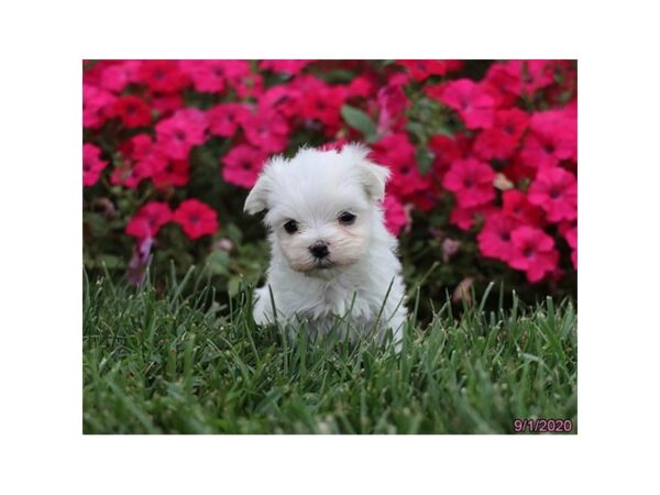 Maltese DOG Male White 6038 Petland Montgomery, Alabama