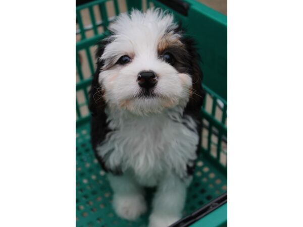 Mini Bernadoodle-DOG-Female-Tri Colored-6027-Petland Montgomery, Alabama