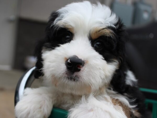 Mini Bernadoodle DOG Male Tri Colored 6028 Petland Montgomery, Alabama