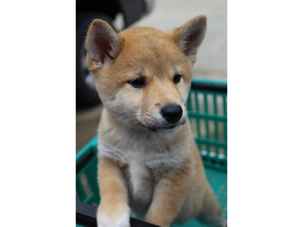 Shiba Inu DOG Male Red 6021 Petland Montgomery, Alabama