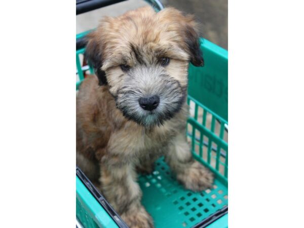 Irish soft coated wheaten terrier for sale top