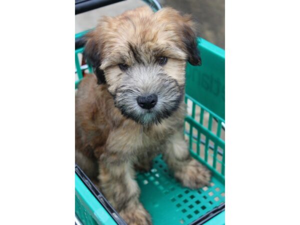 Soft Coated Wheaten Terrier DOG Male Wheaten 6022 Petland Montgomery, Alabama