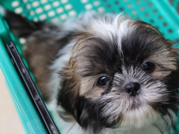 Shih Tzu DOG Male White / Sable 6031 Petland Montgomery, Alabama