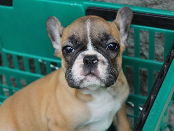 French Bulldog-DOG-Female-Fawn / White-6033-Petland Montgomery, Alabama