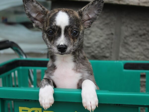 Chihuahua-DOG-Male-Brindle-6035-Petland Montgomery, Alabama