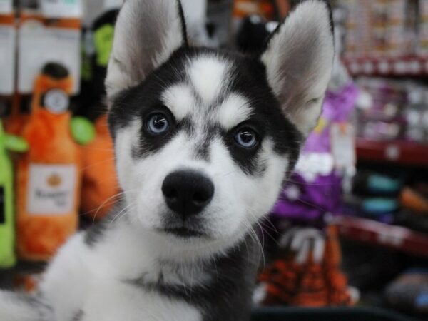 Siberian Husky DOG Female Black / White 6030 Petland Montgomery, Alabama