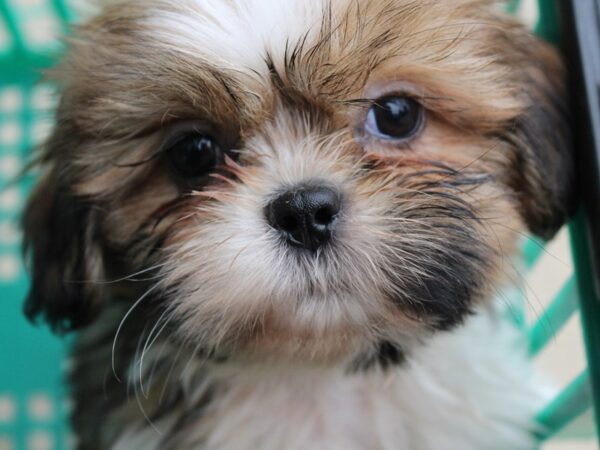 Shih Tzu-DOG-Male-BROWN WH-6041-Petland Montgomery, Alabama