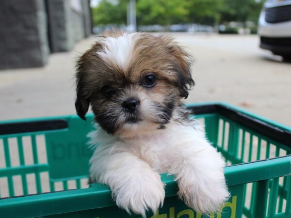 Shih Tzu-DOG-Male-BROWN WH-6040-Petland Montgomery, Alabama