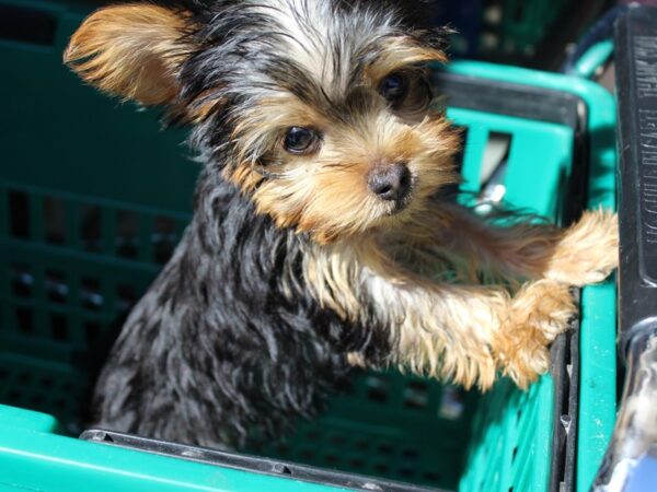 Yorkshire Terrier-DOG-Female-Black / Tan-6047-Petland Montgomery, Alabama