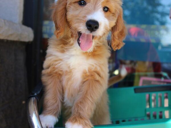 Goldendoodle Mini-DOG-Female-Light Golden-6043-Petland Montgomery, Alabama