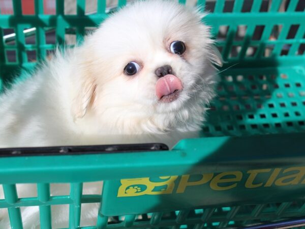 Pekingese DOG Female White / Cream 6045 Petland Montgomery, Alabama