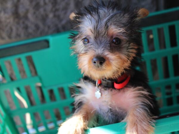 Silky Terrier DOG Female Black / Tan 6046 Petland Montgomery, Alabama