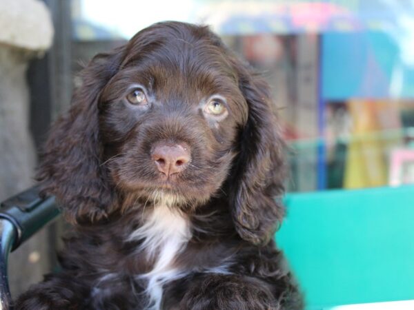 Cocker Spaniel DOG Female Chocolate 6042 Petland Montgomery, Alabama